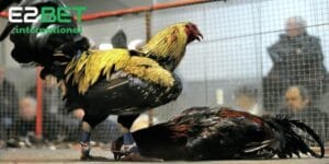 Giống Gà Đá Cựa Sắt: Tìm Hiểu Đặc Điểm Nổi Bật Của Từng Giống Gà