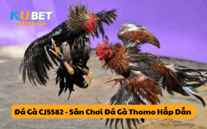 Đá Gà CJ5582 - Sân Chơi Đá Gà Thomo Hấp Dẫn Và Cơ Hội Thắng Lớn