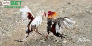 Tìm Hiểu Chiến Thuật Gà Chạy Kiệu Và Những Điểm Nổi Bật